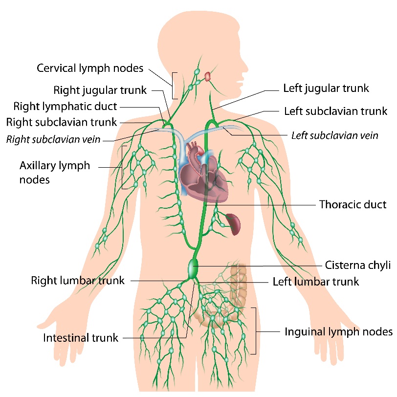 Lymphatic System